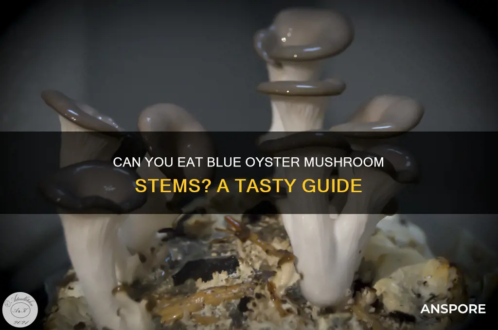 can you eat stems on blue oyster mushrooms