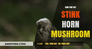 Can You Eat Stinkhorn Mushrooms? Risks, Benefits, and Identification Tips