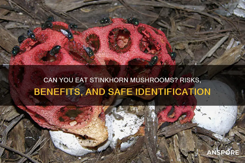 can you eat stinkhorn mushroom