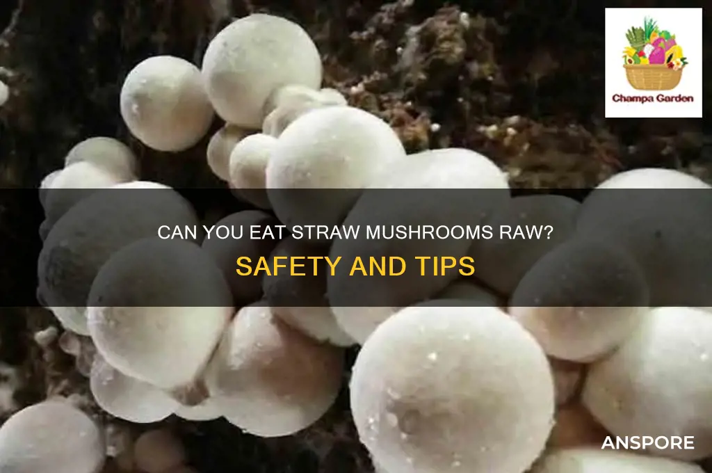 can you eat straw mushrooms raw