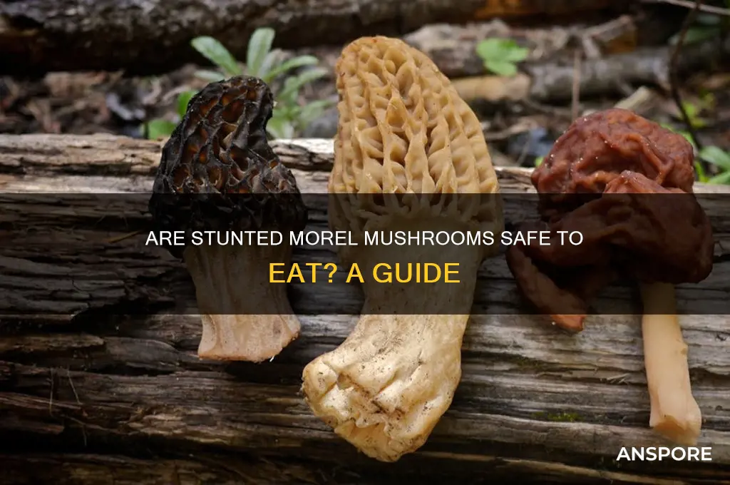 can you eat stunted morel mushrooms