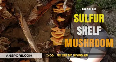 Can You Eat Sulfur Shelf Mushrooms? A Safe Foraging Guide