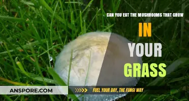 Are Lawn Mushrooms Edible? A Guide to Grass-Grown Fungi