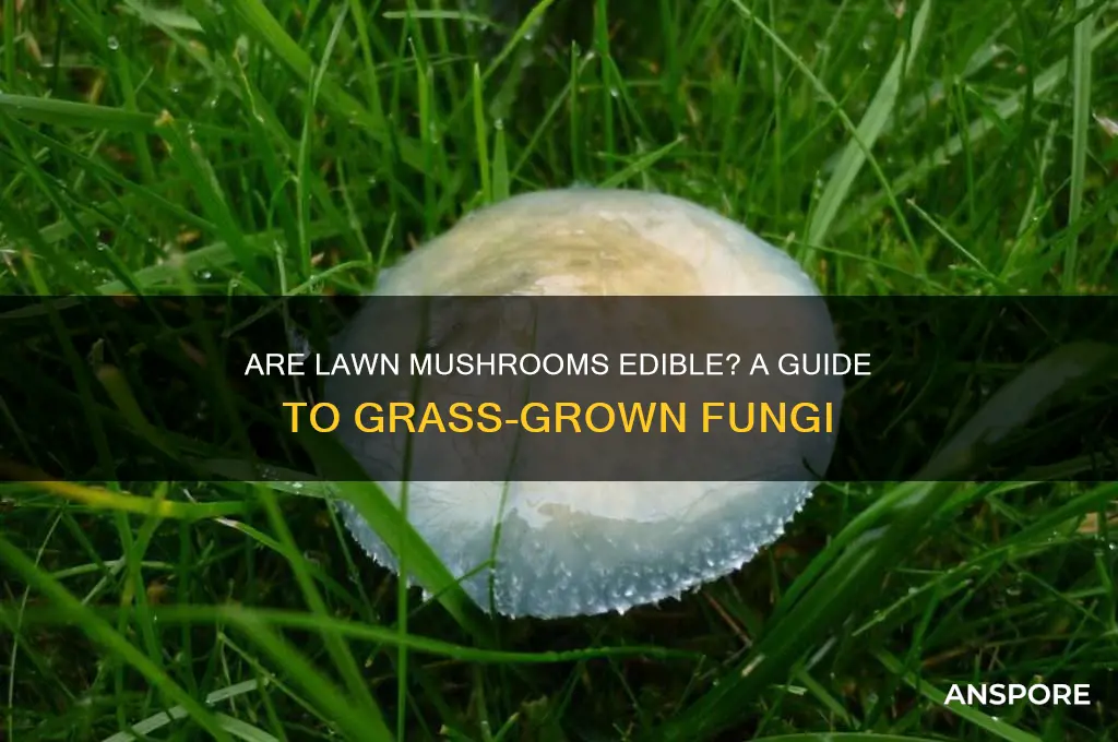 can you eat the mushrooms that grow in your grass