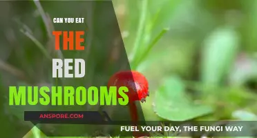 Are Red Mushrooms Edible? A Guide to Safe Foraging and Consumption