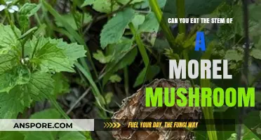 Can You Eat Morel Mushroom Stems? A Tasty Guide