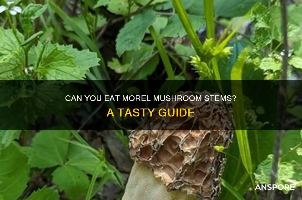 can you eat the stem of a morel mushroom
