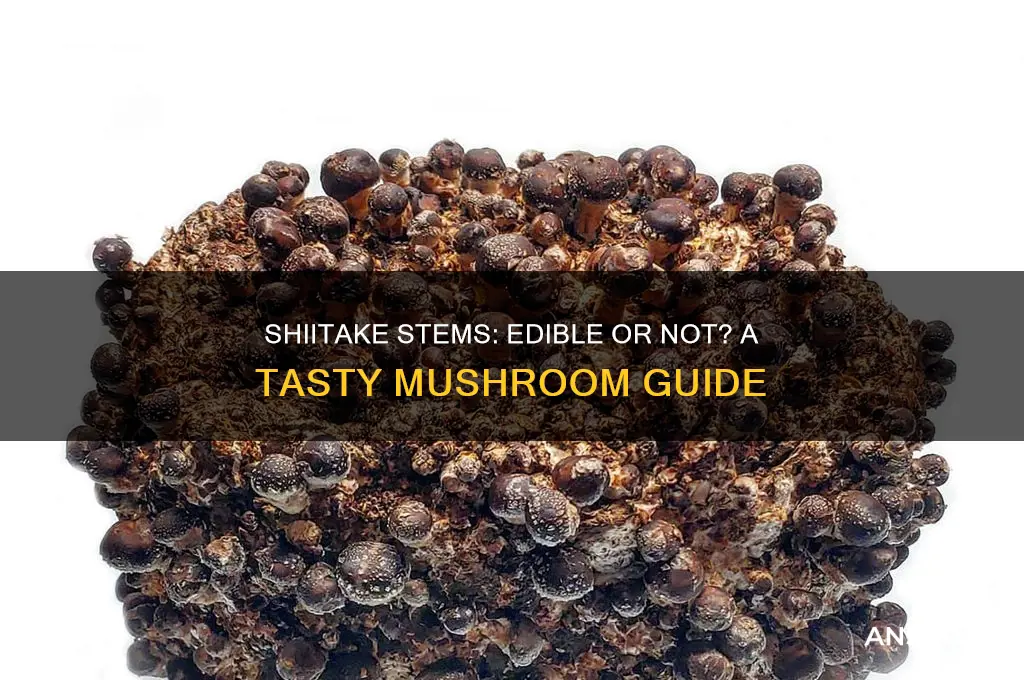 can you eat the stem of a shiitake mushroom