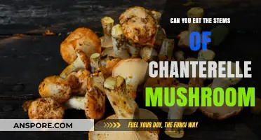 Chanterelle Stems: Edible or Not? A Mushroom Lover's Guide