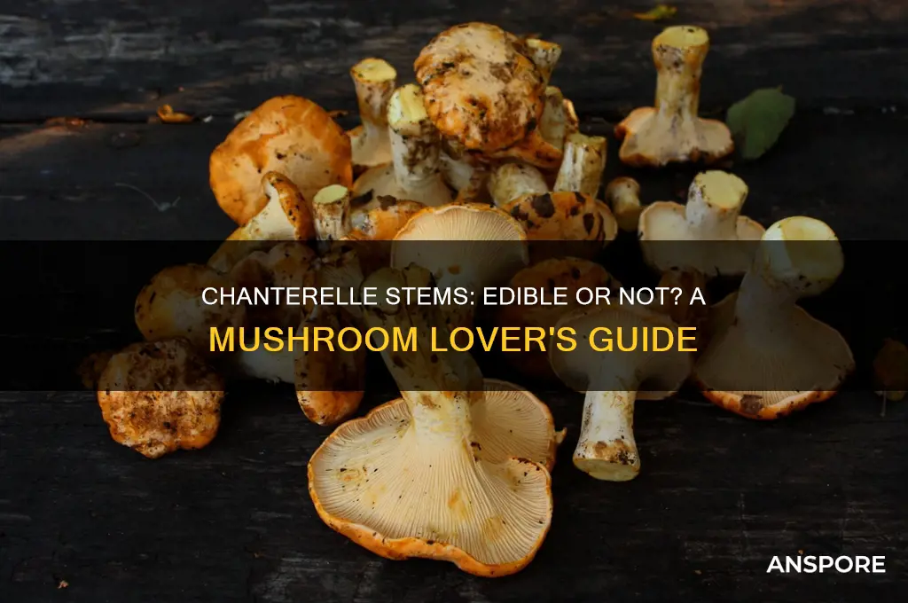 can you eat the stems of chanterelle mushrooms