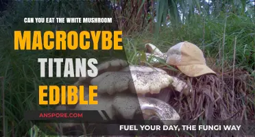 Macrocybe Titans: Are These Giant White Mushrooms Safe to Eat?