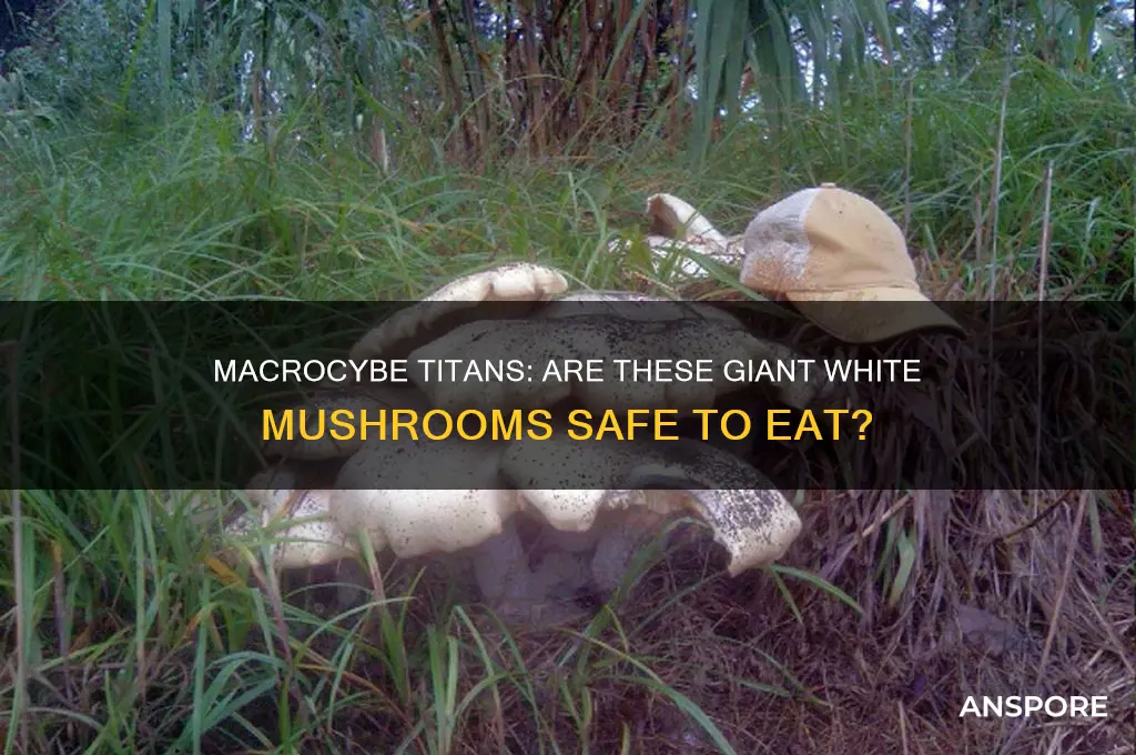can you eat the white mushroom macrocybe titans edible