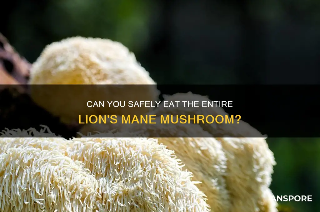 can you eat the whole lion