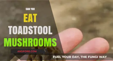 Are Toadstool Mushrooms Edible? A Guide to Safe Foraging