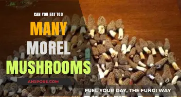 Are Morel Mushrooms Safe in Large Quantities? A Tasty Dilemma