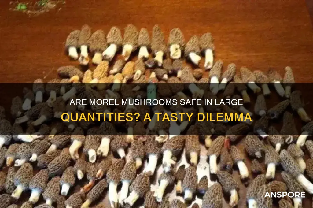 can you eat too many morel mushrooms