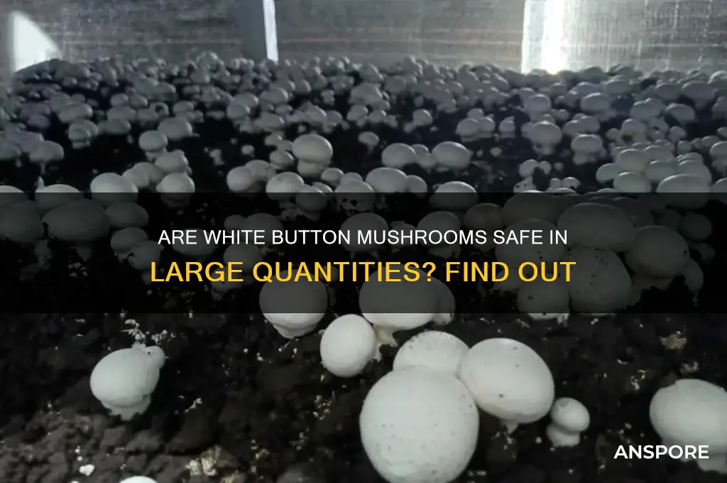 can you eat too many white button mushrooms