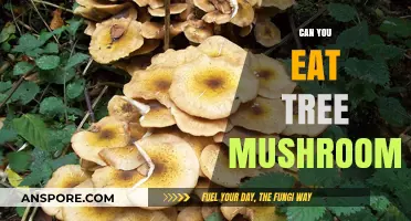 Can You Safely Eat Tree Mushrooms? A Foraging Guide