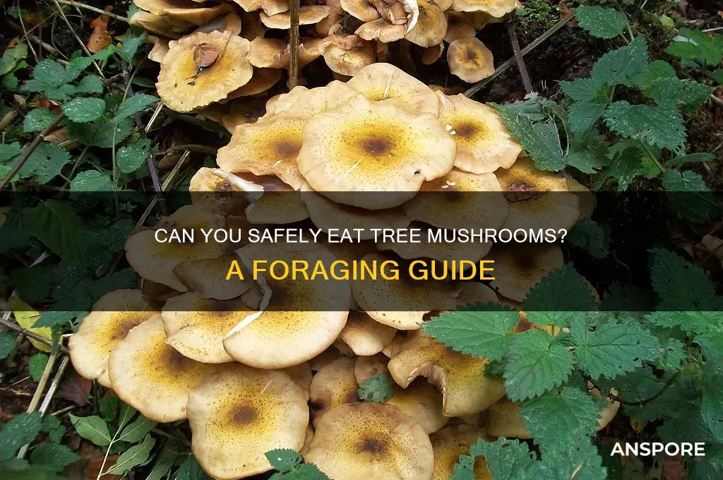 can you eat tree mushrooms