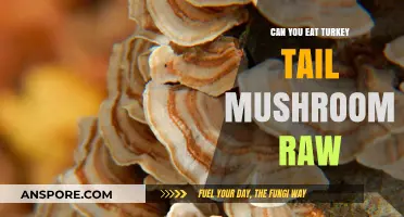 Can You Eat Turkey Tail Mushroom Raw? Risks and Benefits Explained