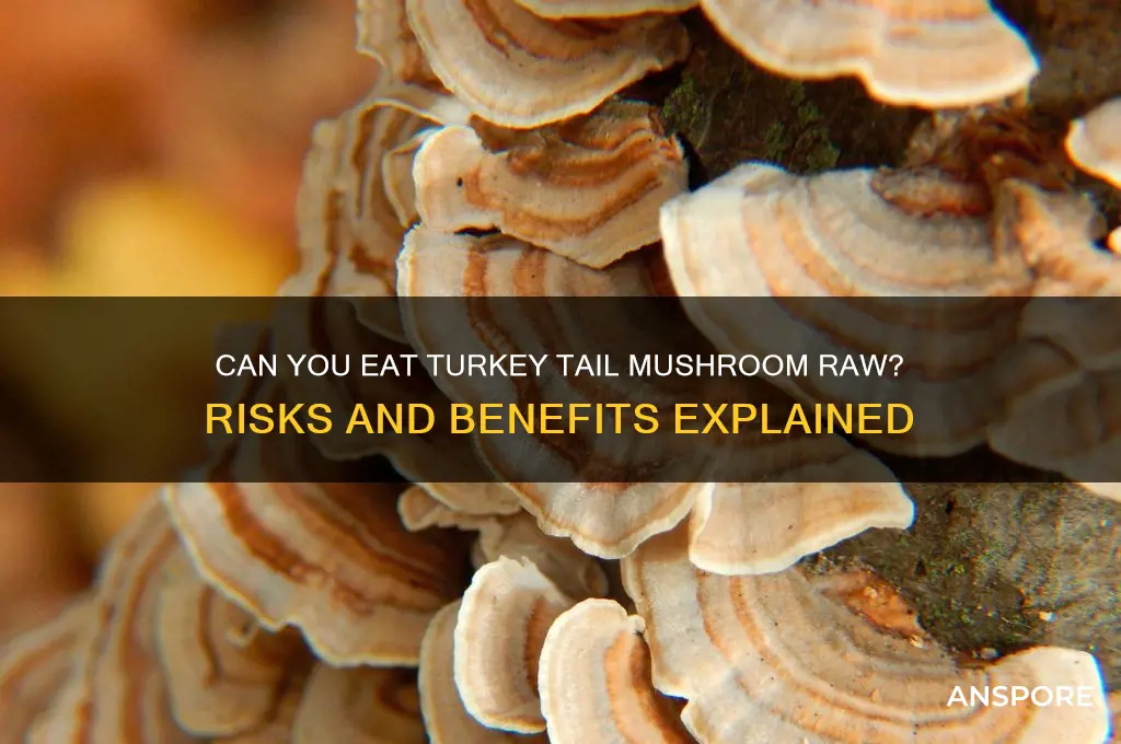 can you eat turkey tail mushroom raw