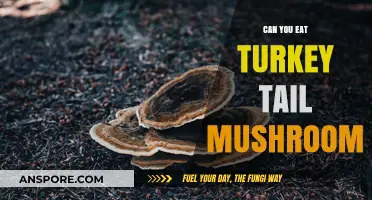 Can You Eat Turkey Tail Mushroom? Benefits, Risks, and Preparation Tips
