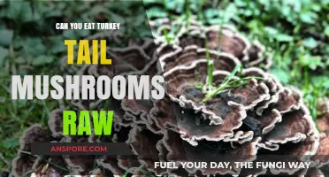 Can You Eat Turkey Tail Mushrooms Raw? Safety and Tips