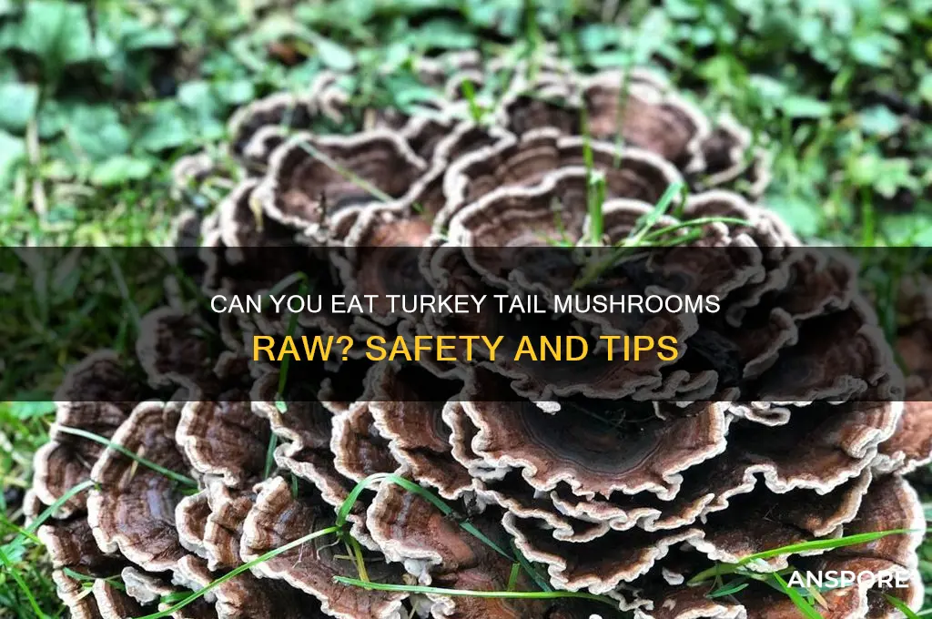can you eat turkey tail mushrooms raw