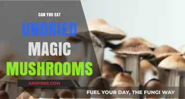 Can You Eat Undried Magic Mushrooms? Risks and Effects Explained