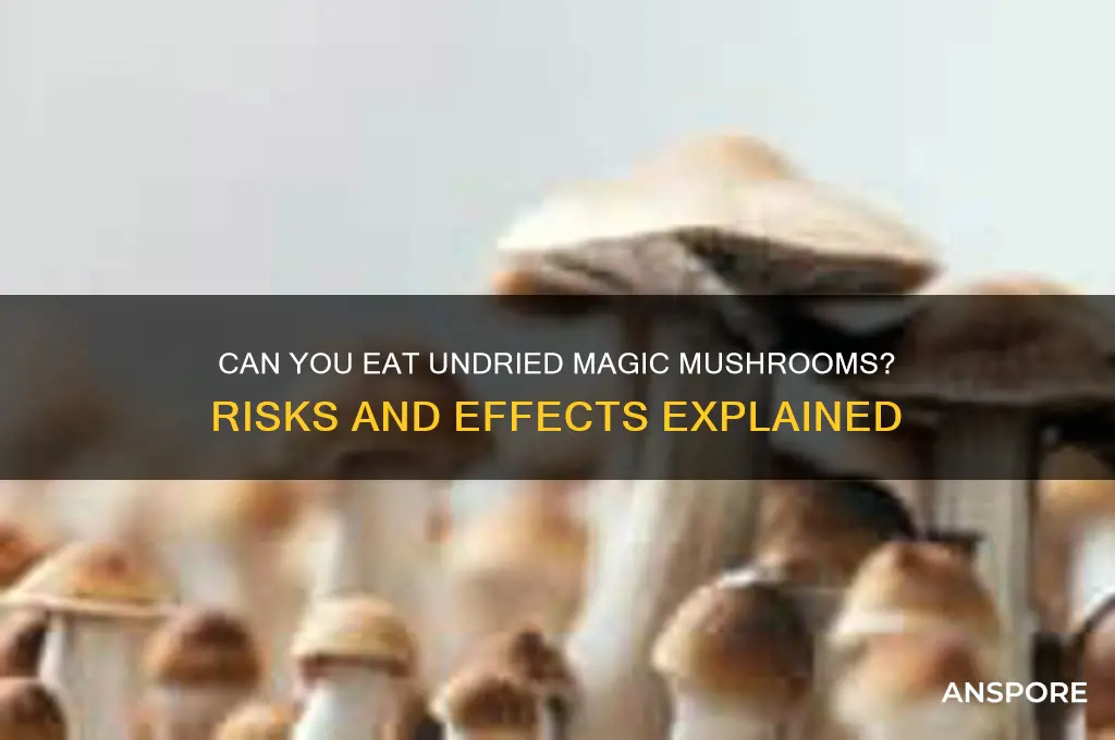 can you eat undried magic mushrooms