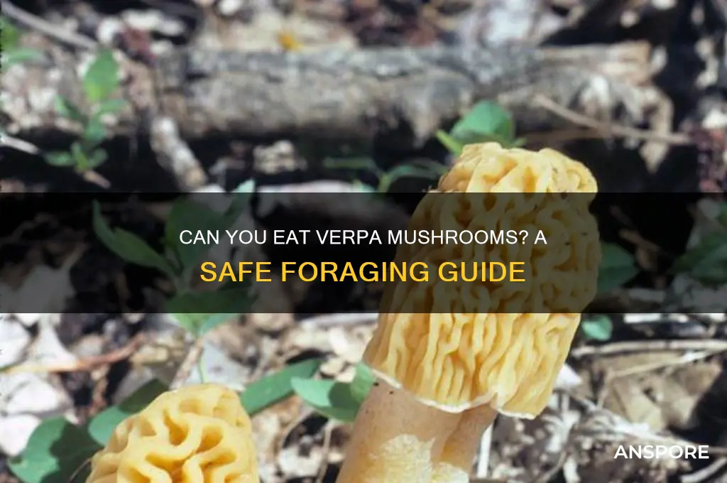can you eat verpa mushroom