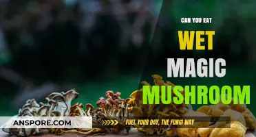 Can You Eat Wet Magic Mushrooms? Risks and Effects Explained