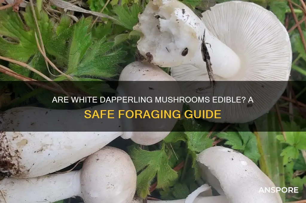 can you eat white dapperling mushrooms