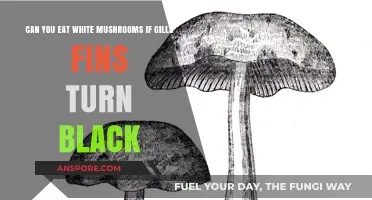 Are Black-Gilled White Mushrooms Safe to Eat? Find Out Here