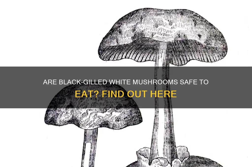 can you eat white mushrooms if gills fins turn black