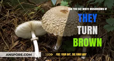 Are Brown White Mushrooms Still Safe and Edible to Eat?