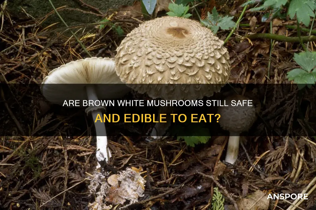can you eat white mushrooms if they turn brown