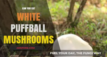Can You Eat White Puffball Mushrooms? A Safe Foraging Guide