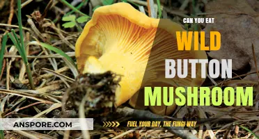 Can You Safely Eat Wild Button Mushrooms? A Foraging Guide