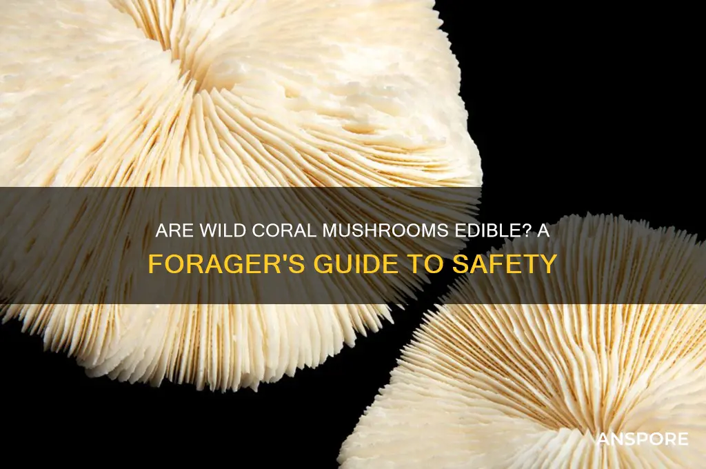 can you eat wild coral mushrooms