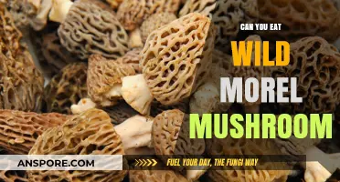Can You Eat Wild Morel Mushrooms? A Forager's Guide to Safety