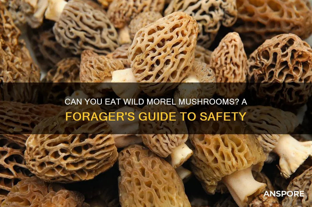 can you eat wild morel mushrooms
