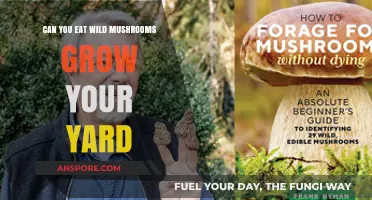 Foraging in Your Yard: Safely Identifying and Eating Wild Mushrooms