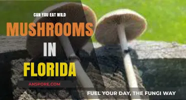 Exploring Florida's Wild Mushrooms: Safe to Eat or Toxic?