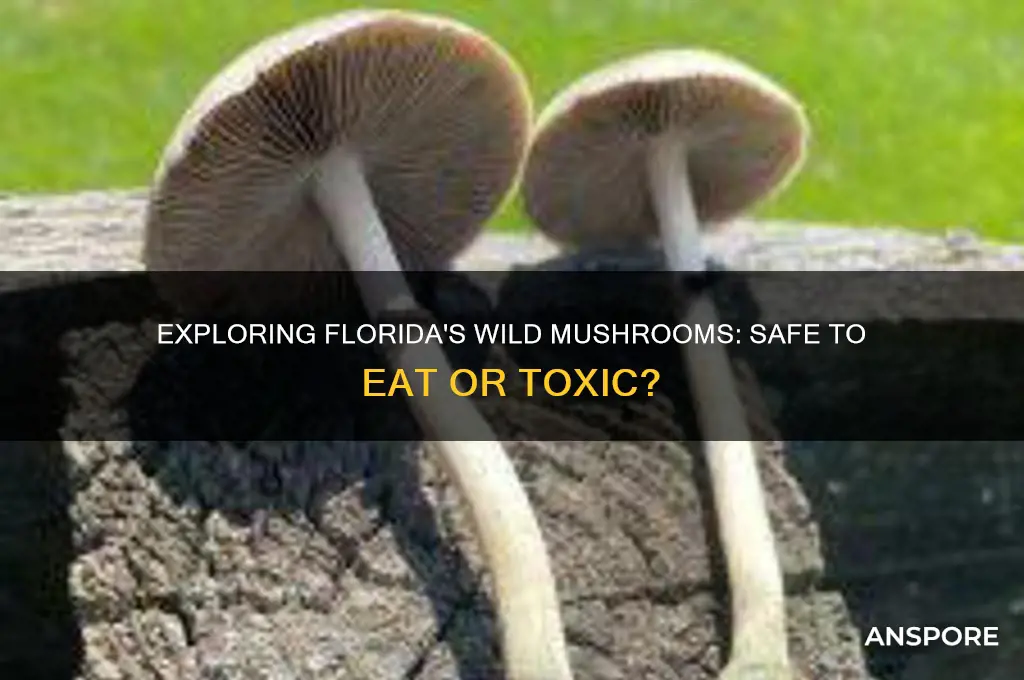 can you eat wild mushrooms in florida
