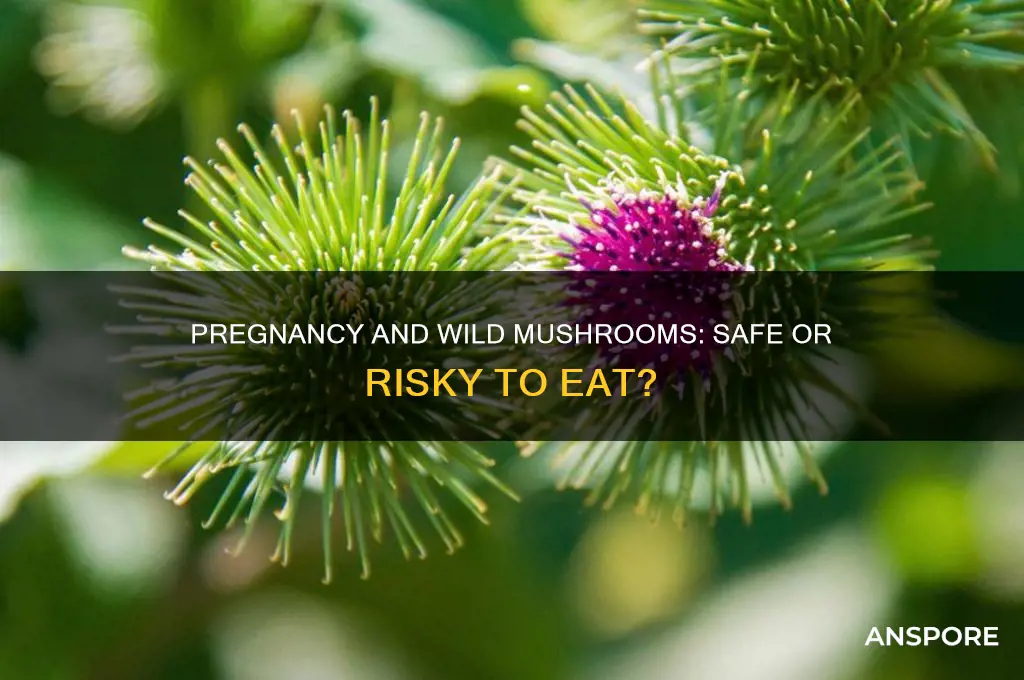 can you eat wild mushrooms pregnant