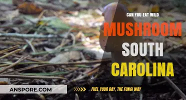 Exploring South Carolina's Wild Mushrooms: Safe to Eat or Toxic?