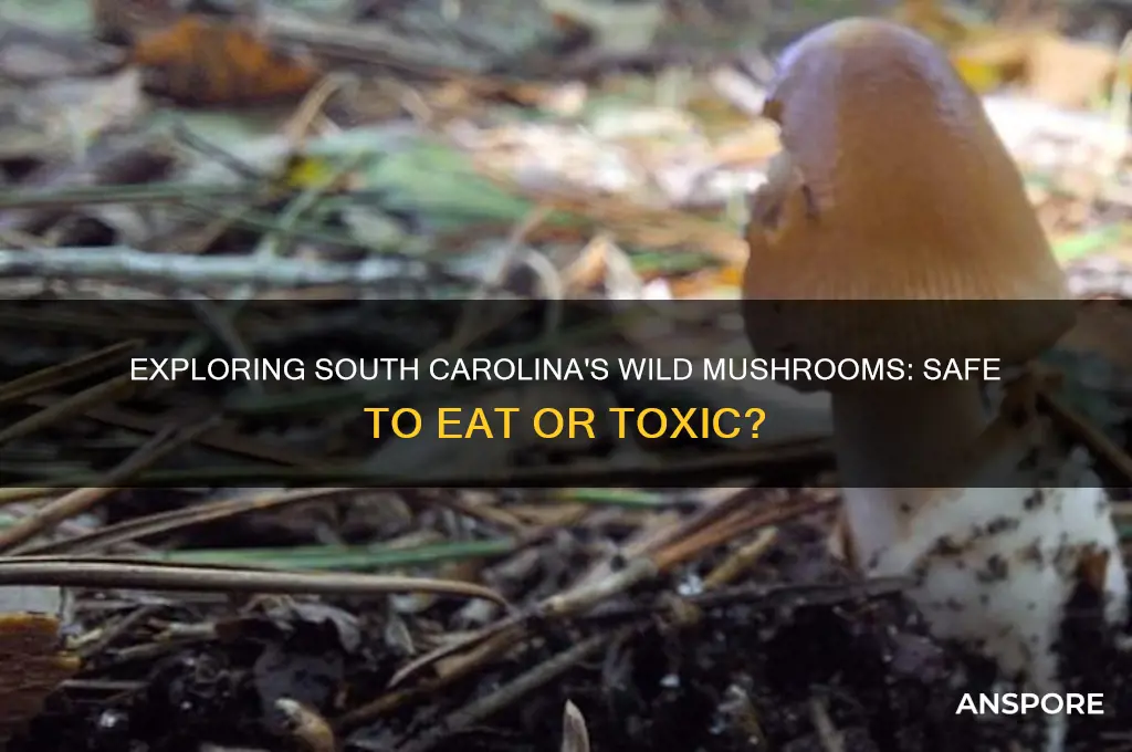 can you eat wild mushrooms south carolina