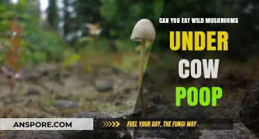 Should You Eat Wild Mushrooms Found Under Cow Manure?