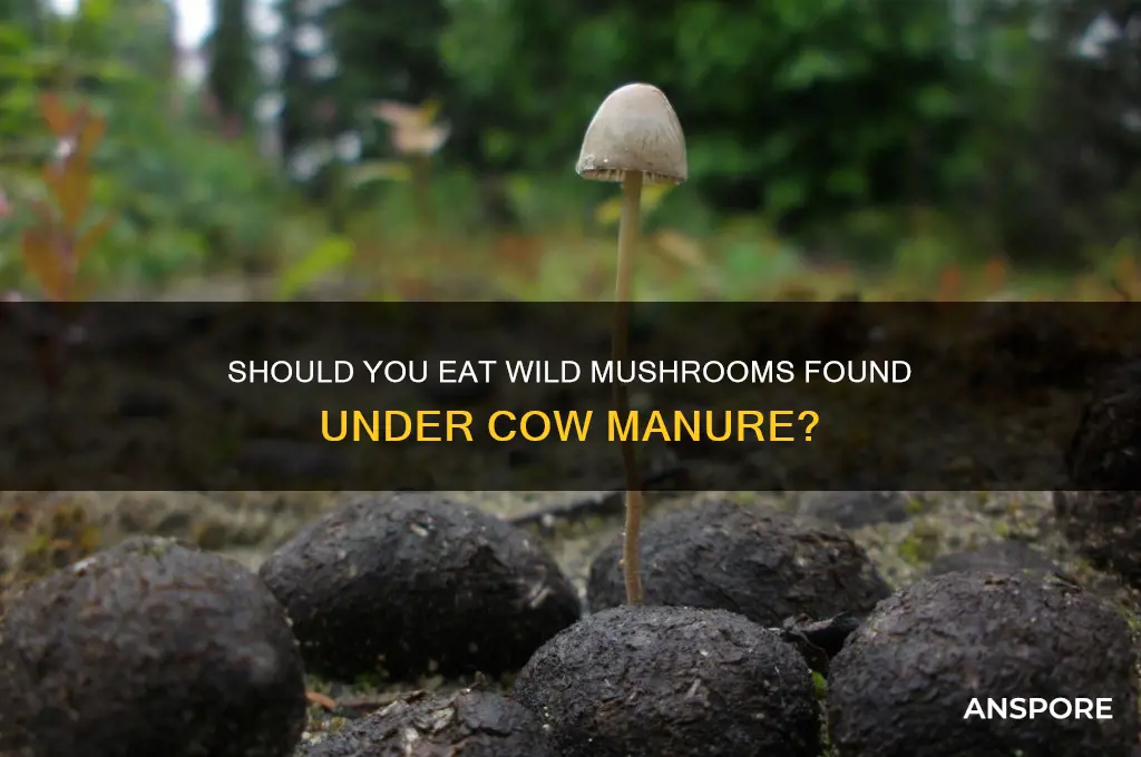 can you eat wild mushrooms under cow poop